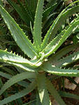 aloe