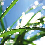 aloe 5