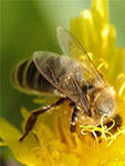 apiterapia