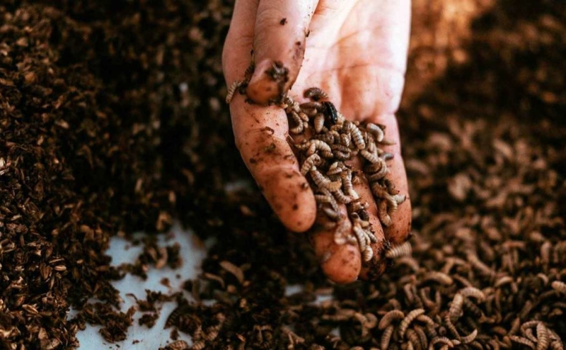 Белок из насекомых: как взлетел биотехнологический сибирский стартап&nbsp;