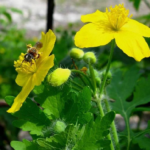 Чистотел: русский женьшень Чистотел: русский женьшень