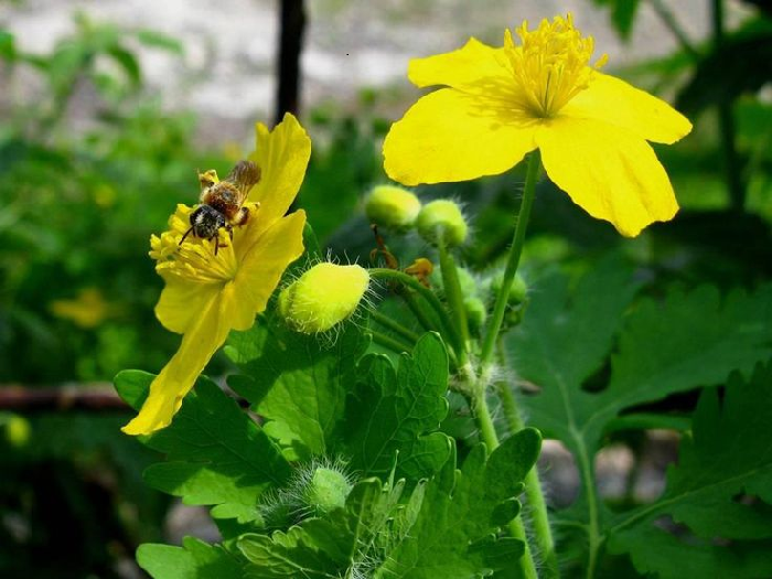 Чистотел: русский женьшень Чистотел: русский женьшень