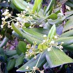 Экзотический аромат бэй