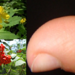 Лечение бородавок народными средствами Лечение бородавок народными средствами