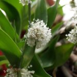 Золотой ус в народной медицине Золотой ус в народной медицине