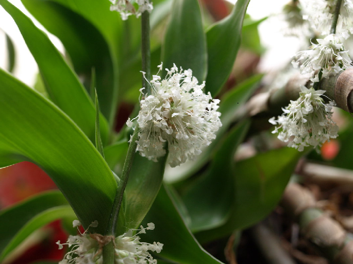 Золотой ус в народной медицине Золотой ус в народной медицине