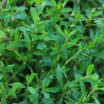 Правила эксплуатации газовой грили спорыш трава