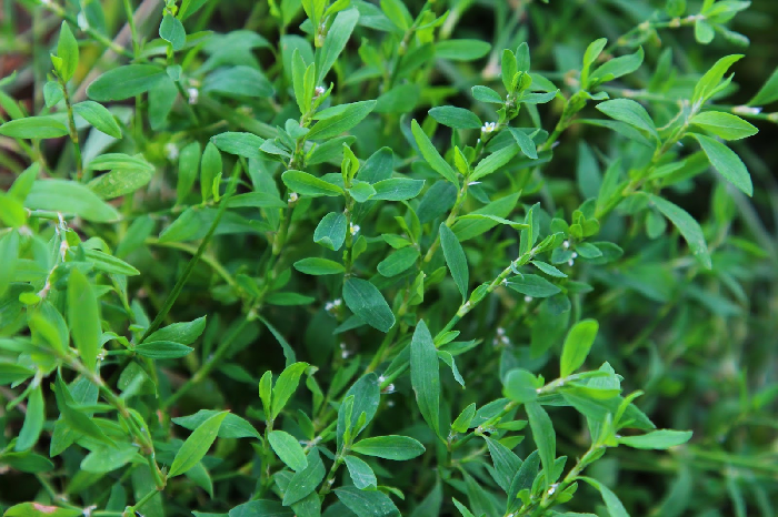 Правила эксплуатации газовой грили спорыш трава