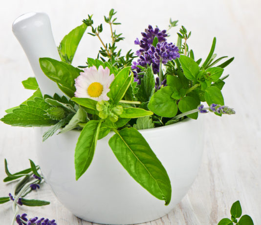 Подорожник: зеленый "пластырь"