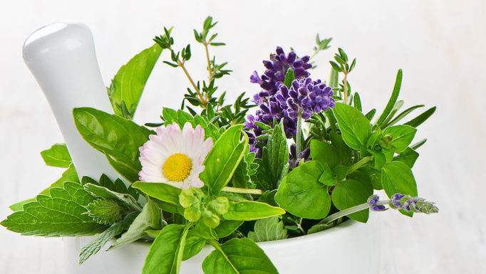 Подорожник: зеленый "пластырь"