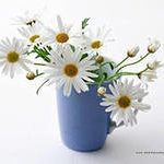 Маточное молочко в семейной аптечке