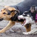 Вирус бешенства: симптомы бешенства