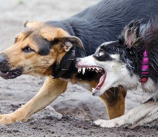 Вирус бешенства: симптомы бешенства