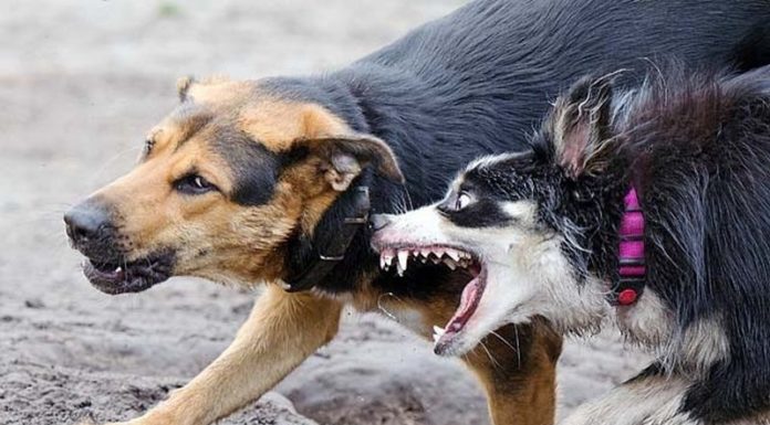 Вирус бешенства: симптомы бешенства