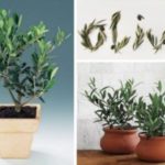 Оливковое дерево: выращивание в домашних условиях