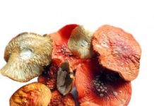 Мухомор красный и его лечебные свойства
