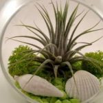 Тилландсия: выращивание и уход в домашних условиях