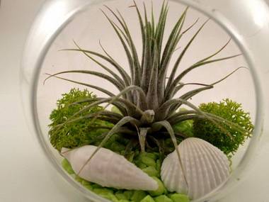 Тилландсия: выращивание и уход в домашних условиях