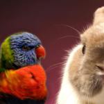 Особенности корма Padovan для птиц и грызунов