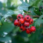 Боярышник по самой выгодной цене