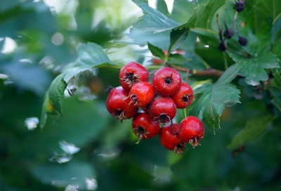 Боярышник по самой выгодной цене
