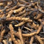 6 полезных свойств кордицепса