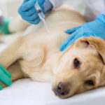 Как проводится усыпление животных?