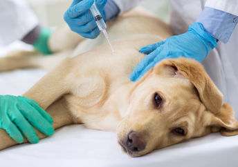 Как проводится усыпление животных?