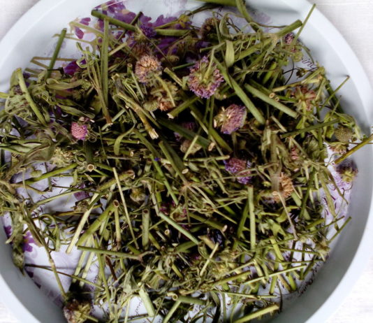 Какие травы подходят для лечения почек?