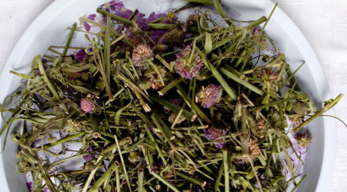 Какие травы подходят для лечения почек?