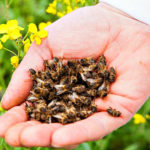 Пчелиный подмор — один из ценнейших продуктов пчеловодства