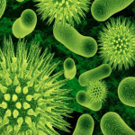 Как лечить бактериальные инфекции