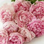 Пионы: нежные цветы для нежных персон