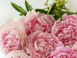 Пионы: нежные цветы для нежных персон
