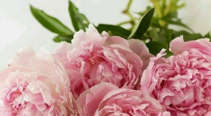 Пионы: нежные цветы для нежных персон