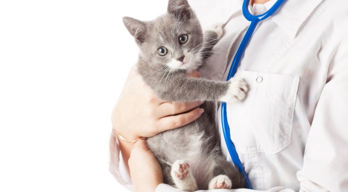 Как правильно выбрать ветеринарные препараты?