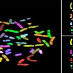 Как проводится анализ кариотипа человека?