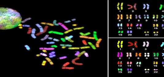 Как проводится анализ кариотипа человека?