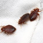 Как вывести клопов в домашних условиях самостоятельно?