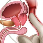 Как проверяют предстательную железу на УЗИ?