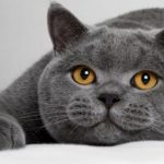 Плохое самочувствие у домашнего питомца: помогаем любимой зверушке