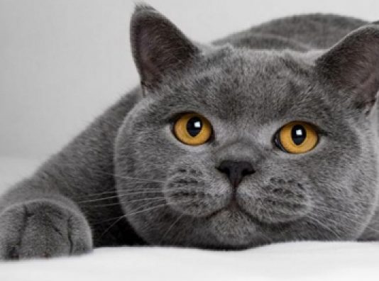 Плохое самочувствие у домашнего питомца: помогаем любимой зверушке