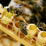 Что лечит пчелиное маточное молочко?