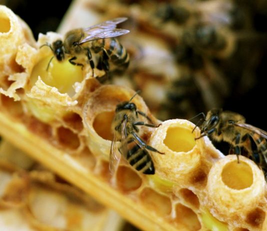 Что лечит пчелиное маточное молочко?