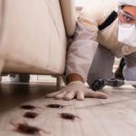 Подготовка и обработка помещений от клопов и тараканов