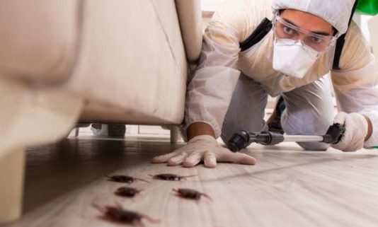 Подготовка и обработка помещений от клопов и тараканов