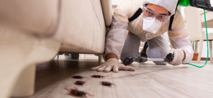 Подготовка и обработка помещений от клопов и тараканов