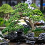 Что это за дерево такое «бонссай»