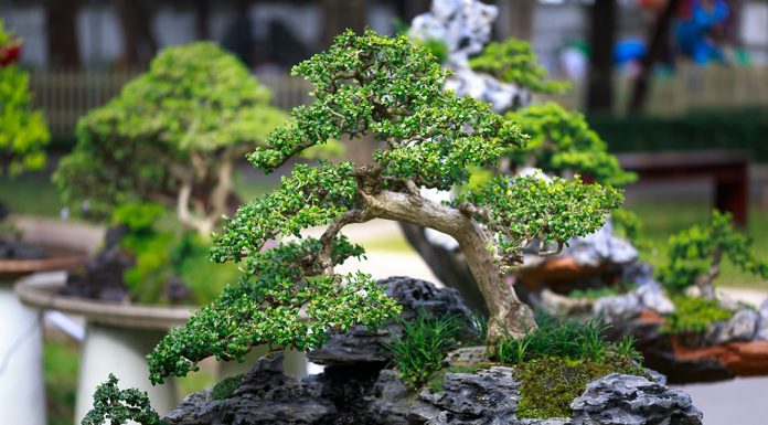 Что это за дерево такое «бонссай»