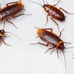 Как происходит уничтожение тараканов?